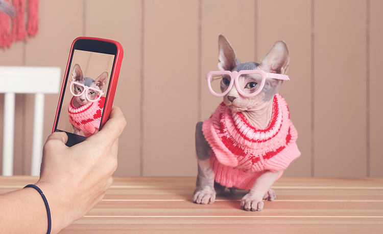 반려동물산업디자인과 관련이미지1